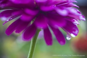 margee's flower