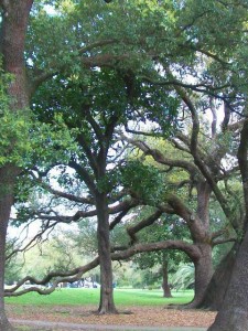 treecrop