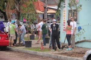 Planting Sweet Bay Magnolias IMG_1856