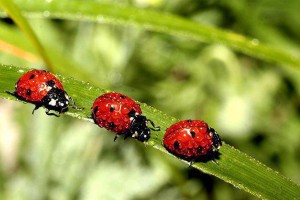 ladybugs